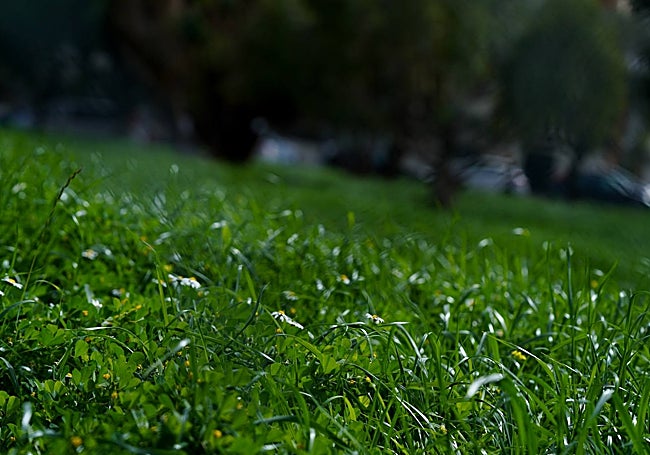 Plano detalle de la pradera.