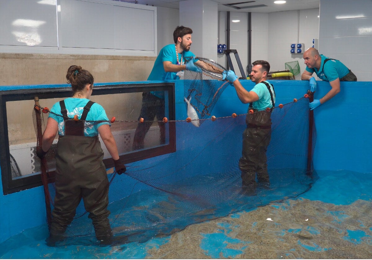 Profesionales del acuario durante uno de los momentos del traslado.