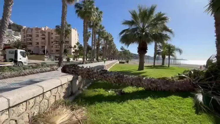Cae una palmera en el paseo marítimo de Málaga atemorizando a los paseantes