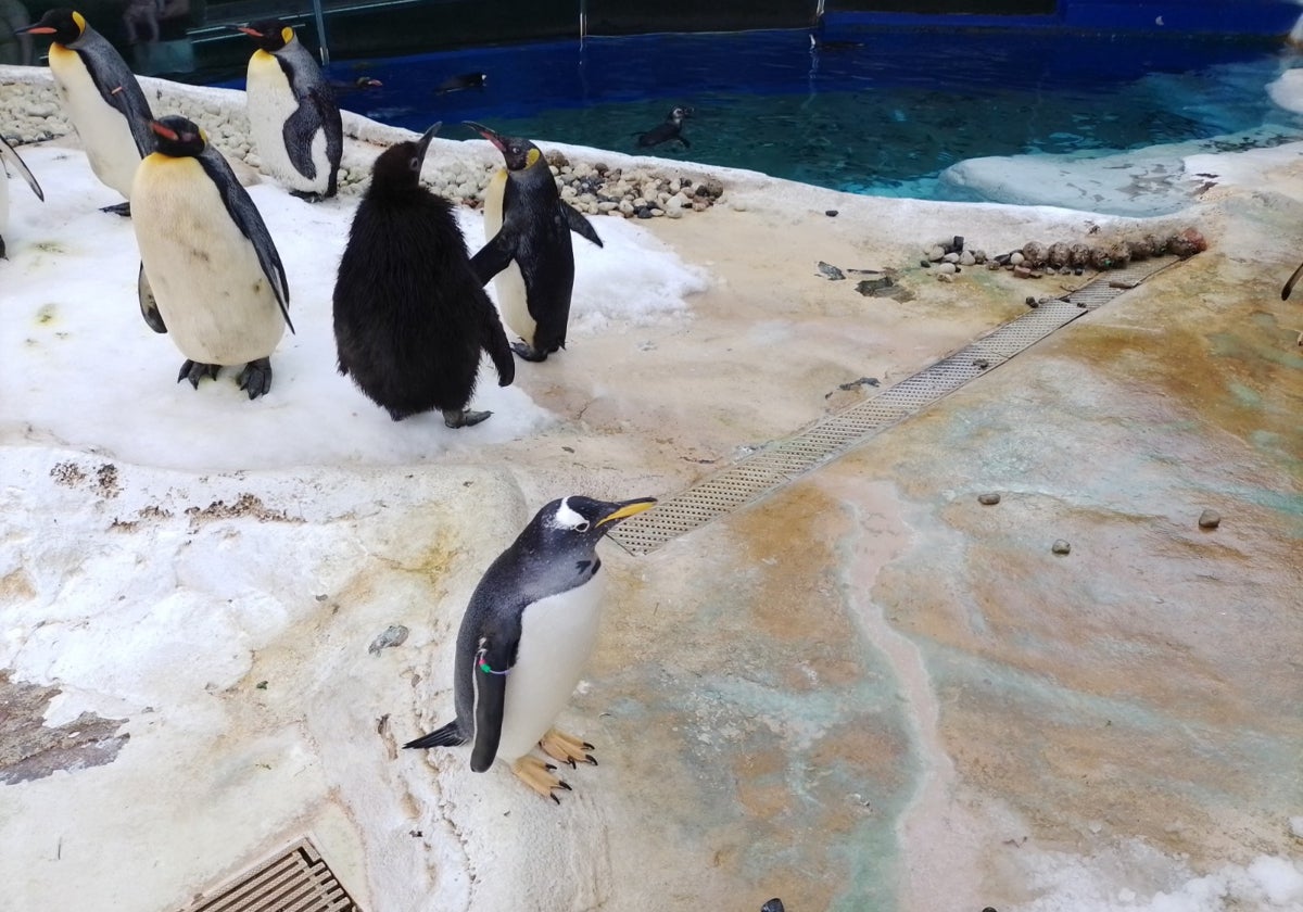 Cría de pingüino rey en el pingüinario de Benalmádena.