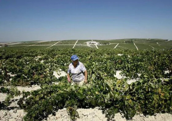La Junta inyecta liquidez al sector agrario andaluz con 500 millones en ayudas