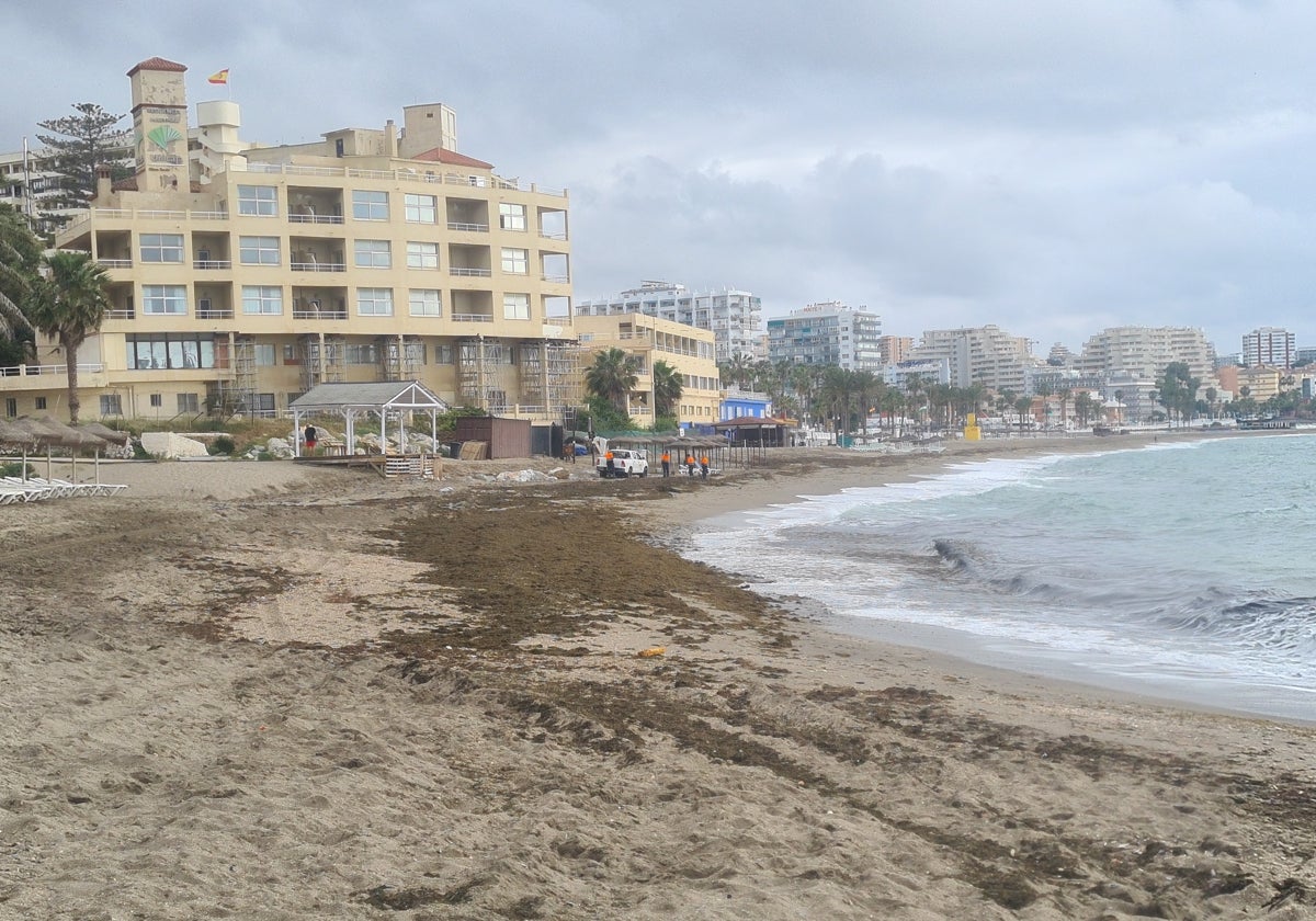 Arribazón de alga asiática a la playa de Benalmádena Costa.