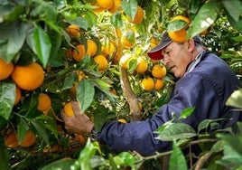 Mdiguel Ángel Pérez, dueño de de Cítricos El Romeral.