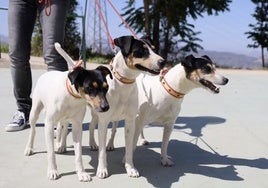 Imagen de archivo de la anterior Feria del Perro.