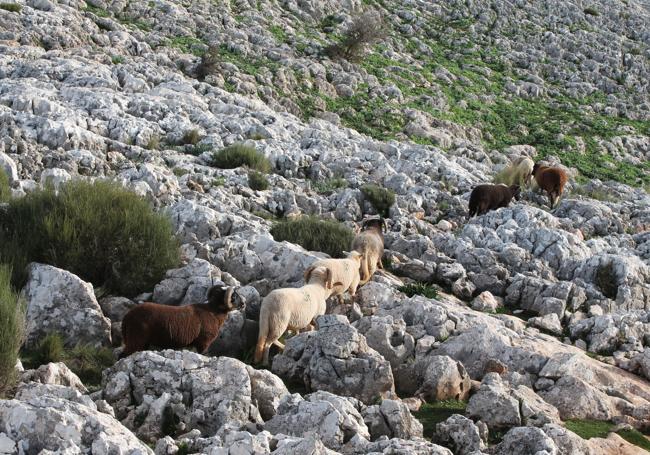 Un rebaño de ovejas atraviesa la parte más alta del karst de Zafarraya