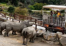 Una familia contempla los rinocerontes desde la camioneta que realiza el safari.