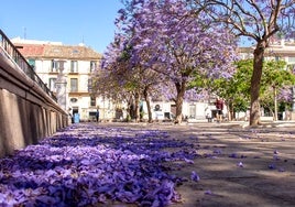 Flores de la jacaranda en la plaza de La Merced.