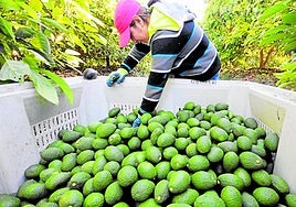 Los aguacates, uno de los productos de sello malagueño que más se exportan.