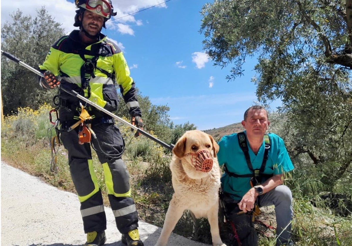 Imagen del animal, tras ser rescatado en Colmenar.