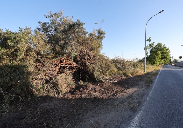 Uno de los árboles arrancados durante las labores de limpieza en la carretera Campo de Golf.