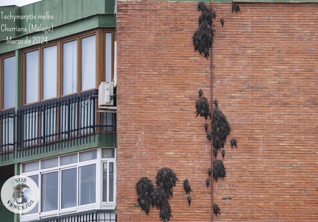 Situación en la que quedaron los pájaros, aferrados a un edificio de Churriana.
