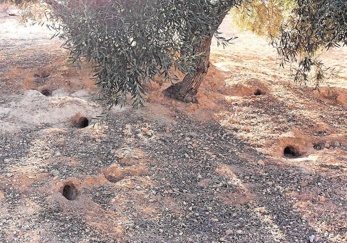 Un olivar de Antequera, jalonado por madrigueras de conejo silvestre.