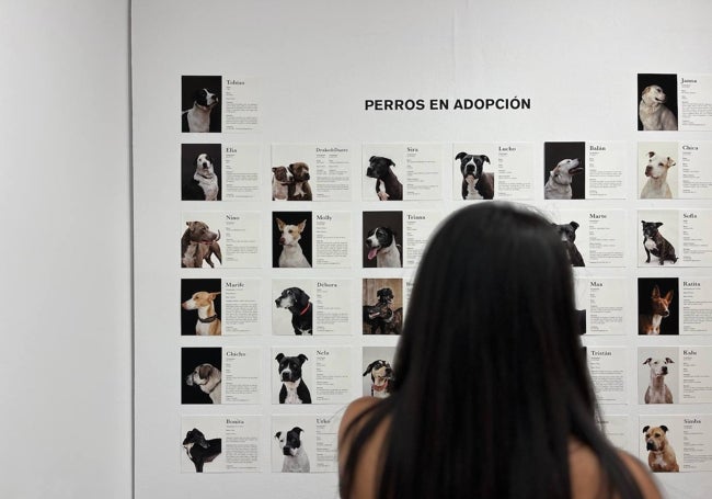 Hay 32 perros en adopción dentro de la exposición.