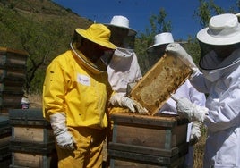 Apicultores de la Axarquía manejando las colmenas para la producción de miel.