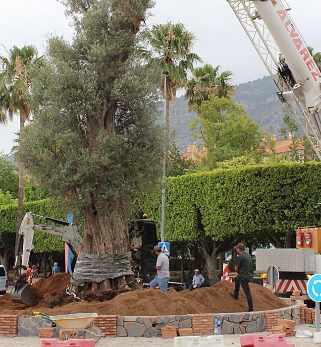 Una grúa deposita el olivo en su nueva ubicación.