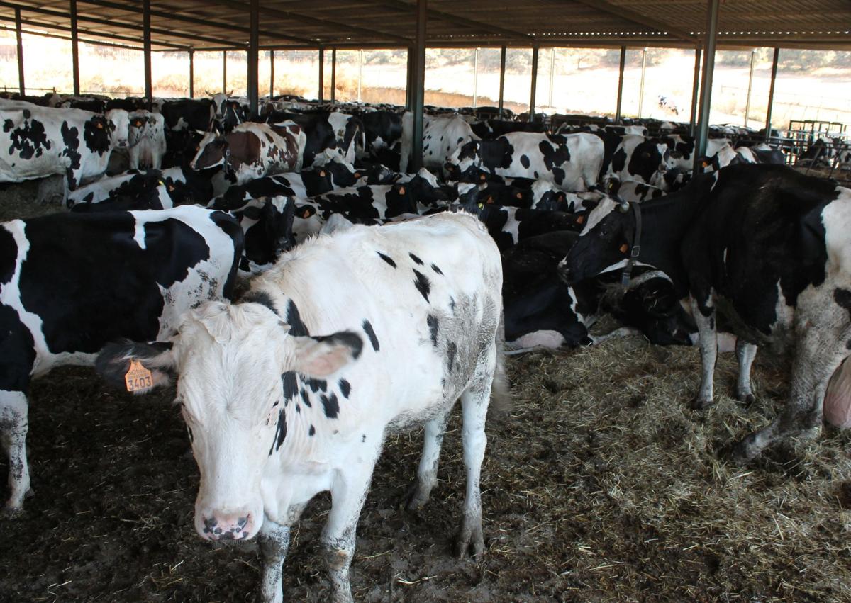 Imagen secundaria 1 - José Manuel y Reme están al mando en esta quesería familiar. La quesería están en la misma finca que las vacas frisonas. Estos quesos se elaboran con leche de vaca recién ordeñada.