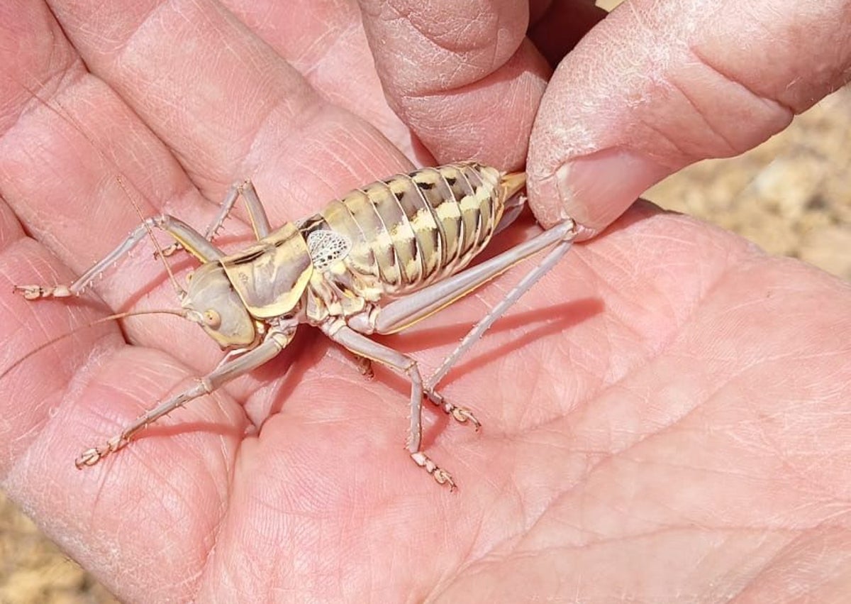 Imagen secundaria 1 - La plaga de insectos en el Valle del Guadalhorce y Sierra de las Nieves.