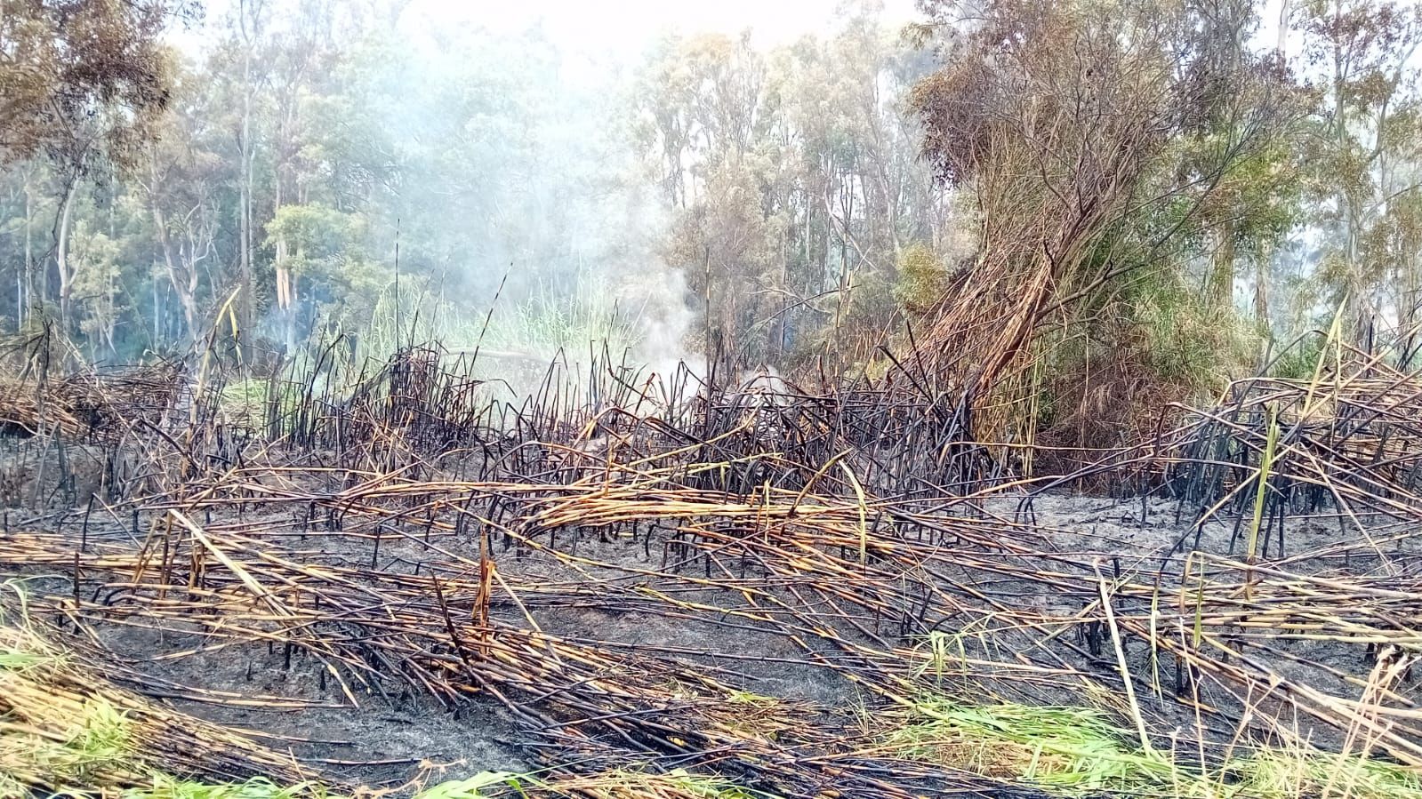 Imagen de la zona afectada por el incendio.