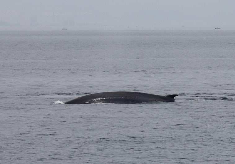 Ejemplar de ballena rorcual visto frente a la costa de Benalmádena.