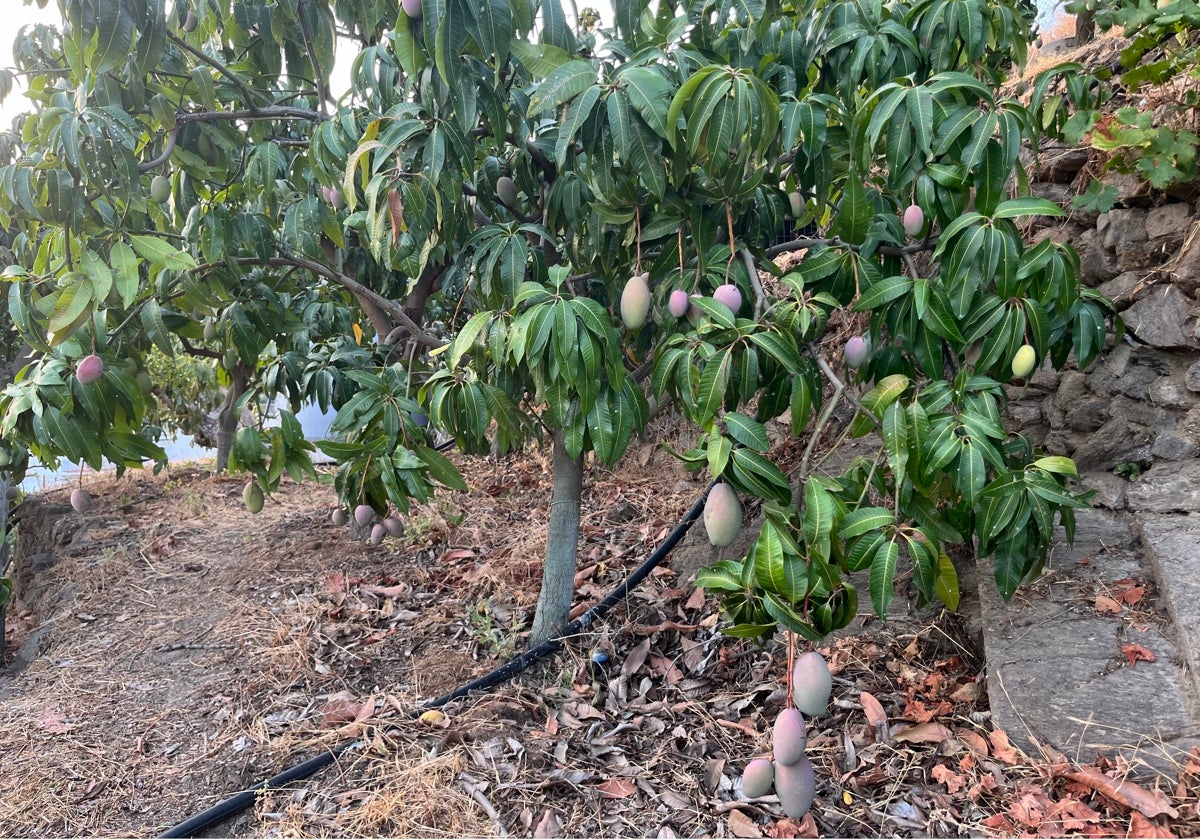 Mangos en una finca de la Axarquía.