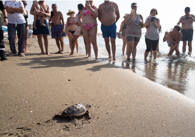 Uno de los ejemplares de tortuga boba, en su camino al mar.