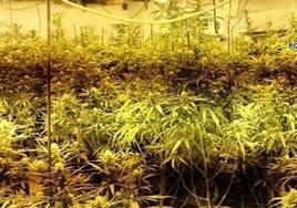 Endesa desconecta tres plantaciones de marihuana al mes en Málaga