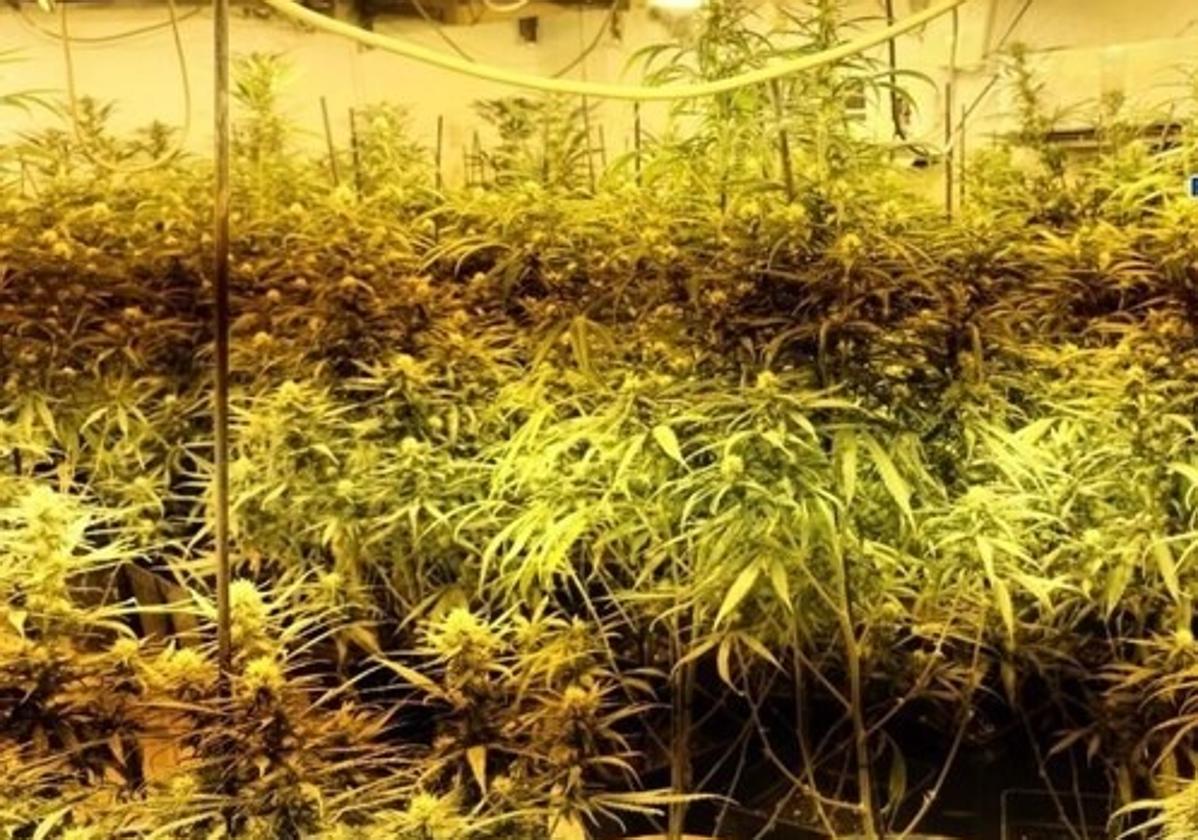 Endesa desconecta tres plantaciones de marihuana al mes en Málaga