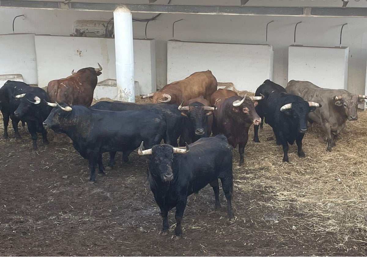 Los toros que se lidiarán en Marbella, en los corrales de la plaza.