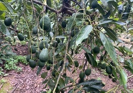 Imagen de una finca de aguacates en la comarca de la Axarquía.