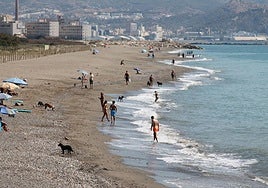Los perros se mueven por la misma playa que necesitan aves como el cormorán.