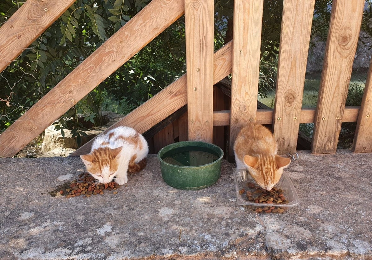 Imagen principal - Dos de los felinos abandonados en el municipio; una de las balas encontradas en el interior de un gato disparado y un refugio de las colonias destrozada.