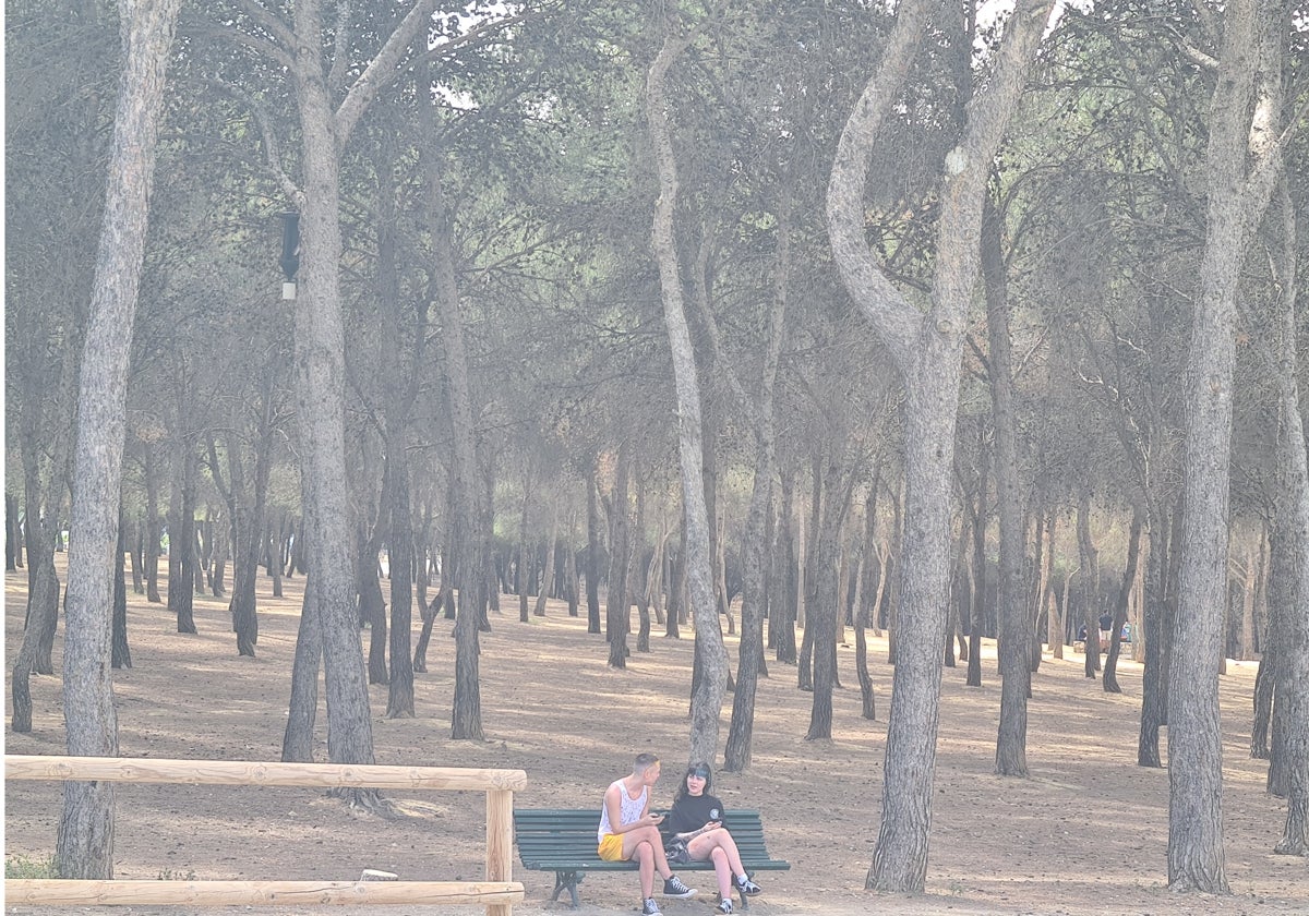 Adjudicada por más de 63.570 euros la primera gran intervención en el bosque de Los Pinares de Torremolinos en 20 años