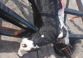 Imagen del animal hallado muerto este martes en la nerjeña playa de El Playazo.