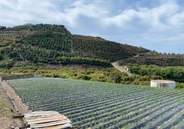 Imagen de fincas de cultivo en el municipio axárquico de Algarrobo.