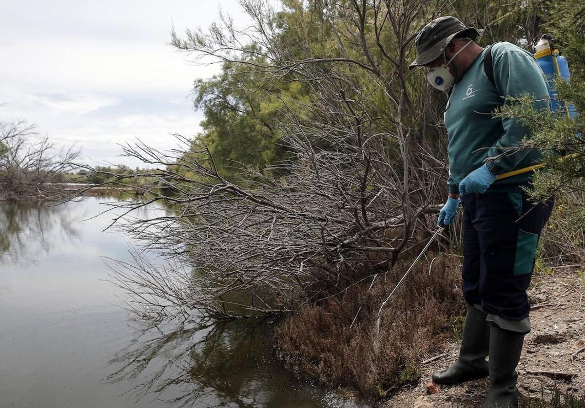 Detectan la presencia de mosquitos con el Virus del Nilo en Málaga
