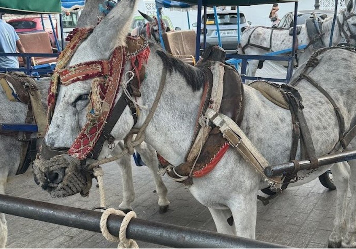 Imagen de los burro taxi distribuida por PACMA.