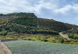 La Junta lamenta la caída del 12% en la contratación de seguros agrarios