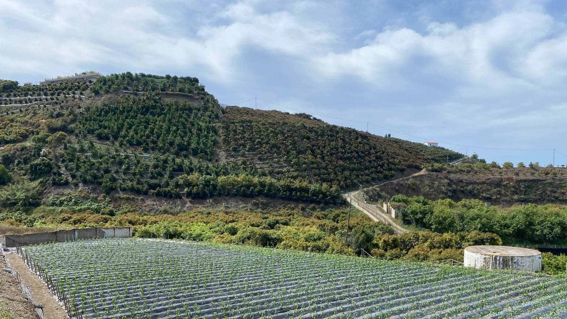 La Junta lamenta la caída del 12% en la contratación de seguros agrarios