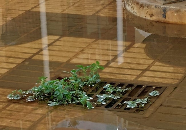 Algunas alcantarillas no tragan el agua.