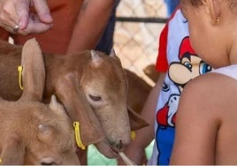 Casabermeja celebra este fin de semana la XV Fiesta de la Cabra Malagueña