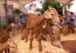 Casabermeja celebra la fiesta que reivindica la cabra malagueña y su queso