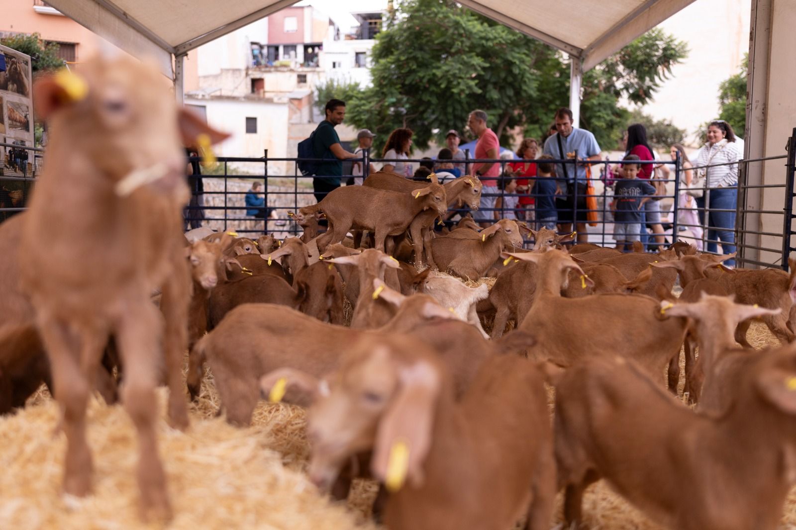 Casabermeja celebra la fiesta que reivindica la cabra malagueña y su queso