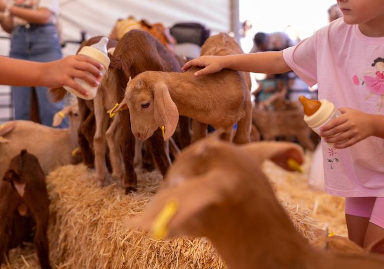 Niños alimentando a los cabritillos.