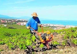 Viñedos en Manilva.