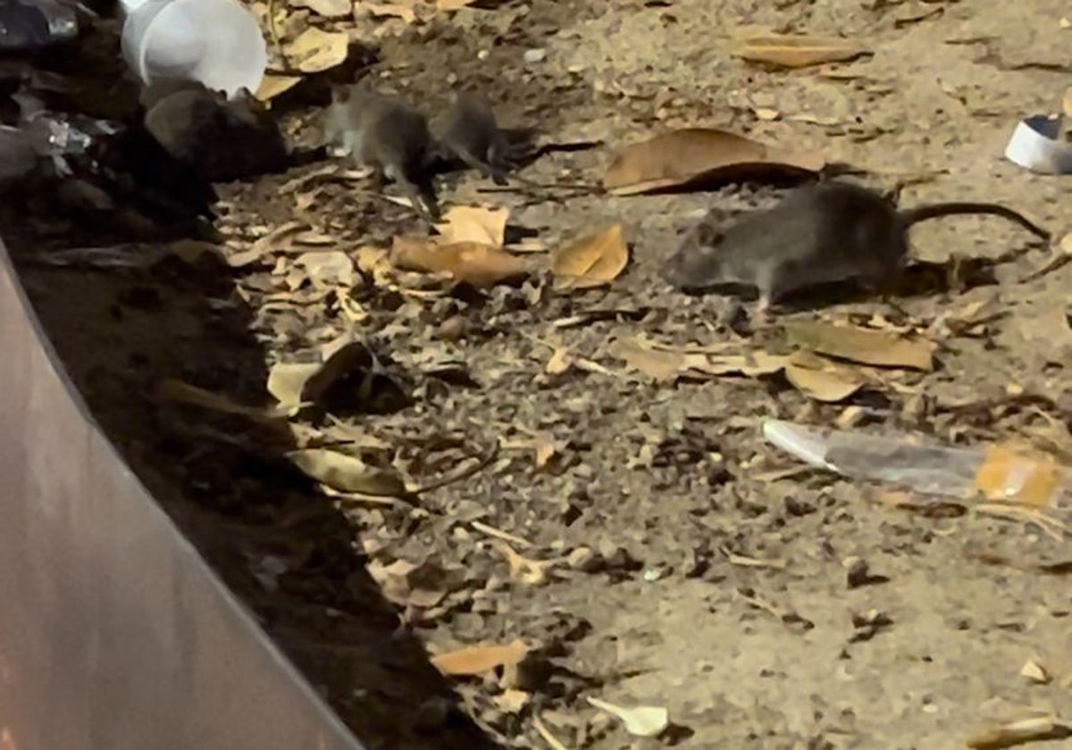 Ratas de diferentes tamaños en la Plaza del Teatro.