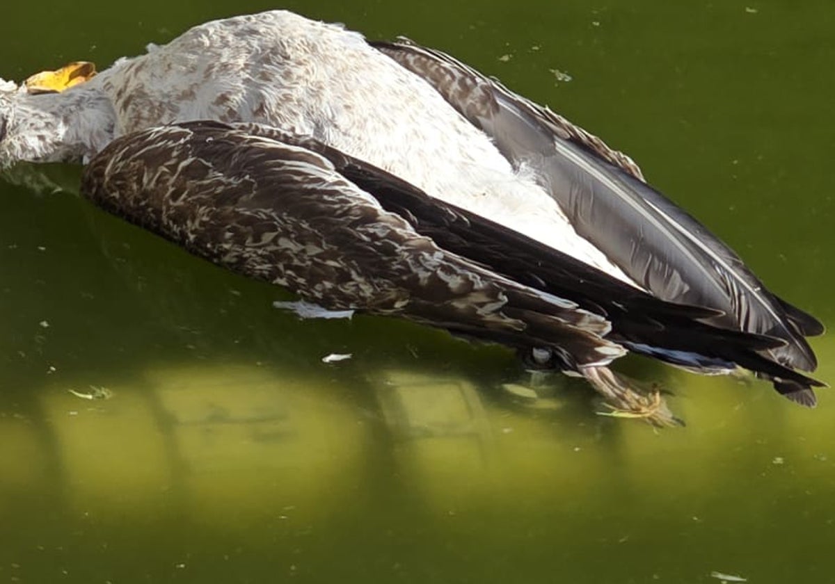 Vista de una gaviota muerta en el lago.