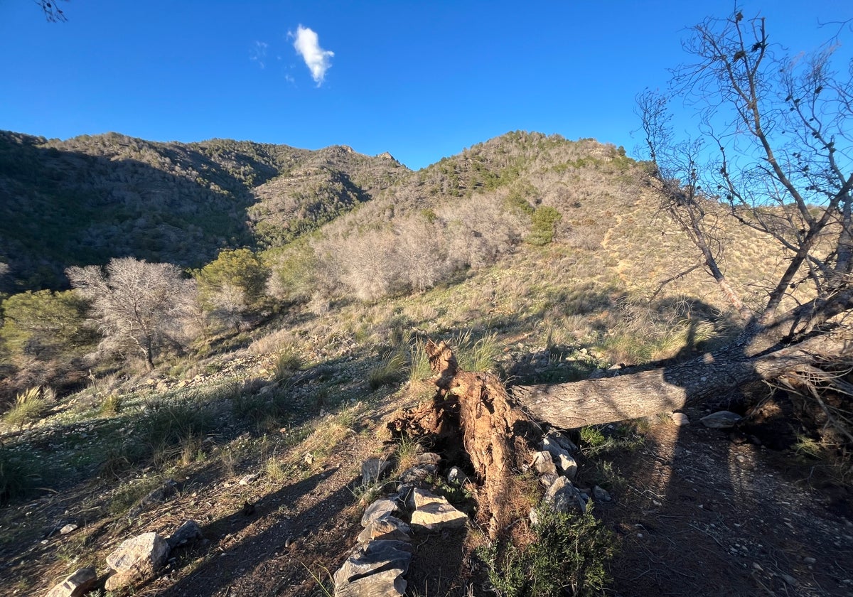 Imagen de pinos muertos como consecuencia de la sequía en la Sierra Almijara en Nerja.