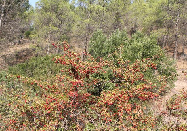 La zarzaparrilla ofrece su fruto en el máximo esplendor en otoño