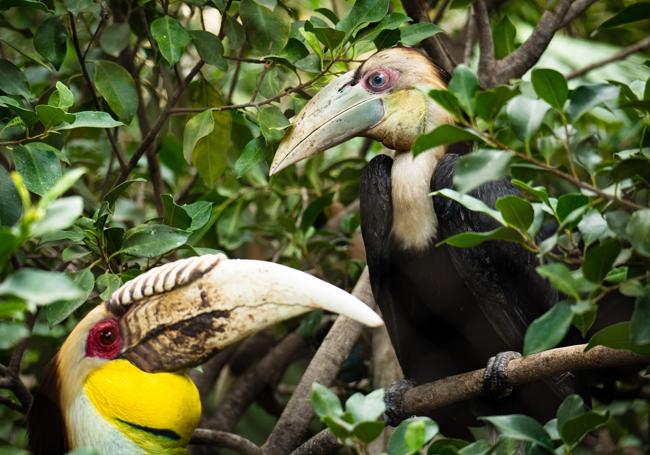 Pareja de cálaos gorginegros de Bioparc.