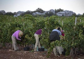 Una vendimiadora trabajando.